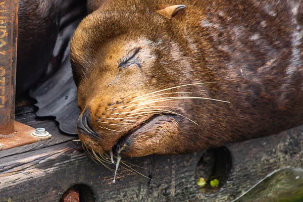 Sealion bave dort sur le quai dans l'Oregon — Photo