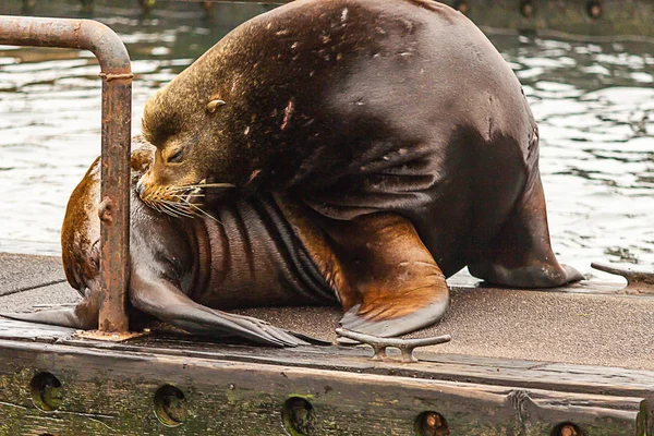 Sealion uses teeth to itch at side — стоковое фото