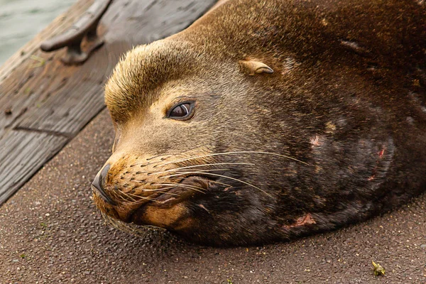 Sealion posé sur un vieux quai en Oregon — Photo