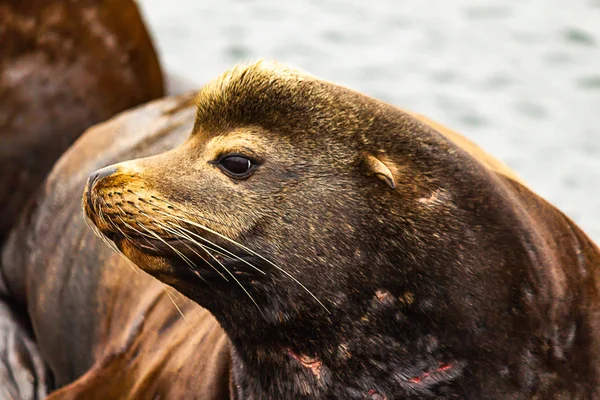 Симпатичный маленький тюлень со шрамами на шее — стоковое фото