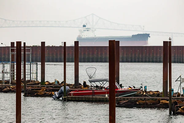 Seelöwen auf Dock mit Booten im Nebel — Stockfoto