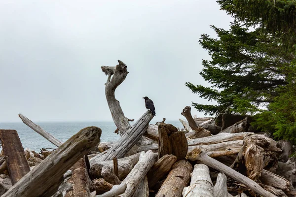 Cuervo sentado en madera a la deriva cerca del océano Pacífico — Foto de Stock