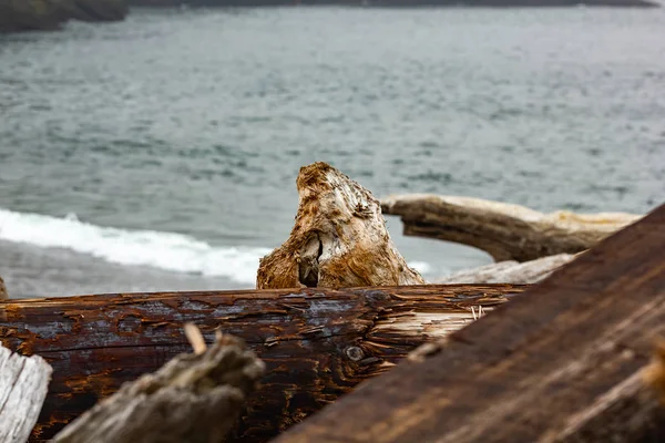 流木壁面海岸線と青い海をログに記録します。 — ストック写真