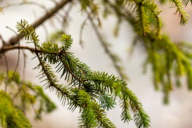 küçük çam veya çam ağacının yeşil dikenleri