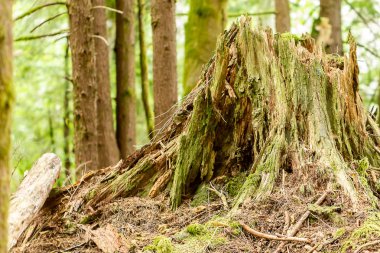 çürüyen günlük yeşil yosun büyüyen ile ormandaki harabeye
