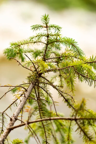 Pequeños detalles de árbol forestal con agujas verdes —  Fotos de Stock