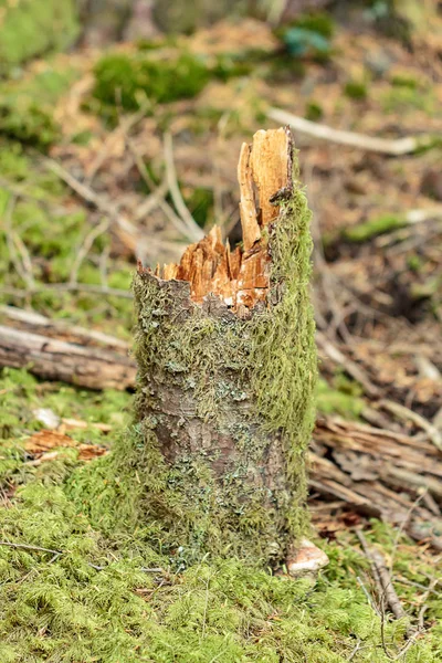 tree broken in forest with moss growing all around