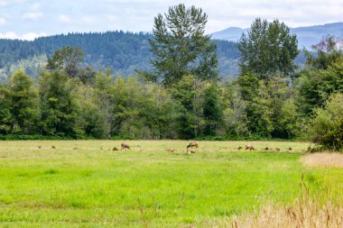 wild elk grazing in back of green meadow