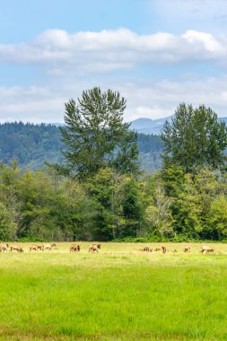 washington yaz geyik sürüsünün dikey çekim