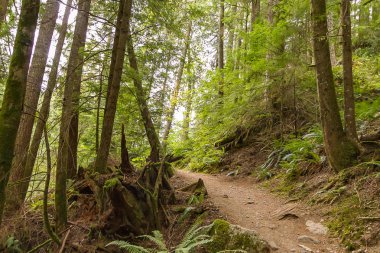kir yolu ile öğleden sonra ormanda lider