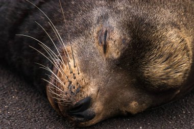 sealion çimento üzerinde uykuya baş shot kadar kapatın