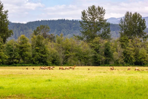 Manada de alces no prado do estado de Washington — Fotografia de Stock