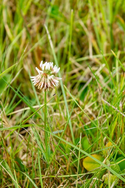 Malé bílé wildflower roste v trávě — Stock fotografie