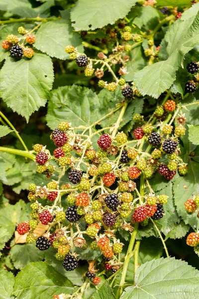 Blackberrys vermelho e preto em calor de agosto — Fotografia de Stock