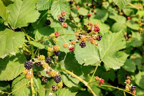 Sommarsolen lyser på svarta och röda bär på en vinstock — Stockfoto