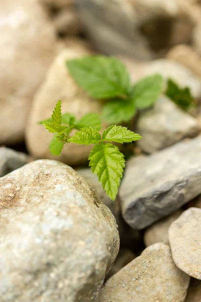 Pequenas videiras de baga que crescem em cascalho de pedra em Washington — Fotografia de Stock