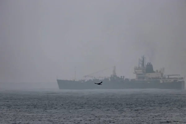 Corvo voa por um grande barco no oceano pacífico — Fotografia de Stock