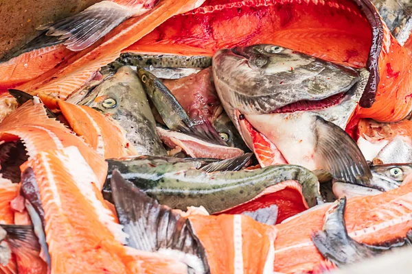 Cabeças de peixe e coluna vertebral em lata de pesca industrial — Fotografia de Stock