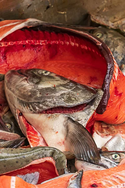 Papperskorgen från färsk fisk filead huvuden och ryggar i högen — Stockfoto