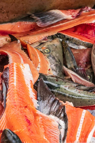 Lixo de peixe fresco recentemente filetado cabeças e espinhos em pilha — Fotografia de Stock