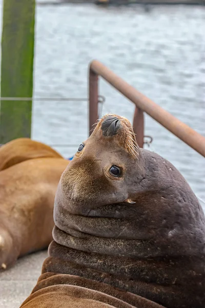 큰 sealion 아치 뒤로 주름과 소프트 전나무 — 스톡 사진