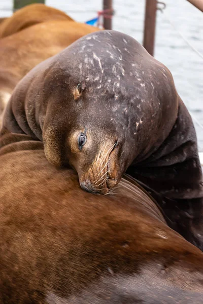 Grands voûtes de sealion vers l'arrière se reposant la tête sur le dos — Photo