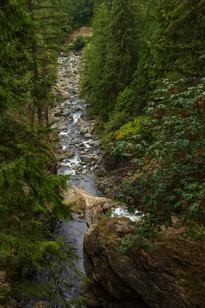 Στενό ποτάμι περνά μέσα από το δάσος του Βορειοδυτικού Ειρηνικού — Φωτογραφία Αρχείου