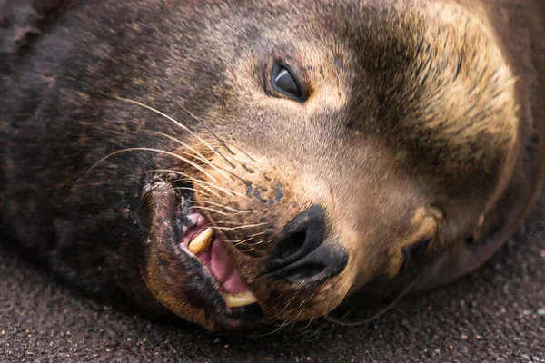 Βολή κεφάλι του sealion με το στόμα ανοιχτό στο Όρεγκον — Φωτογραφία Αρχείου