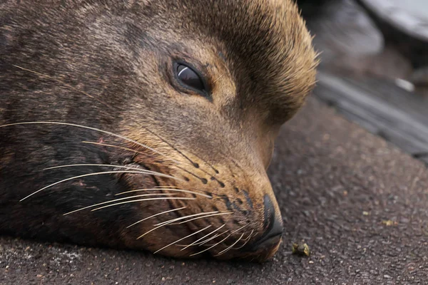 Sealion relaxant sur ciment près des quais en Oregon — Photo