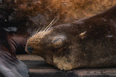 güzel sealion erkek diğerleri ahşap iskelede uyur