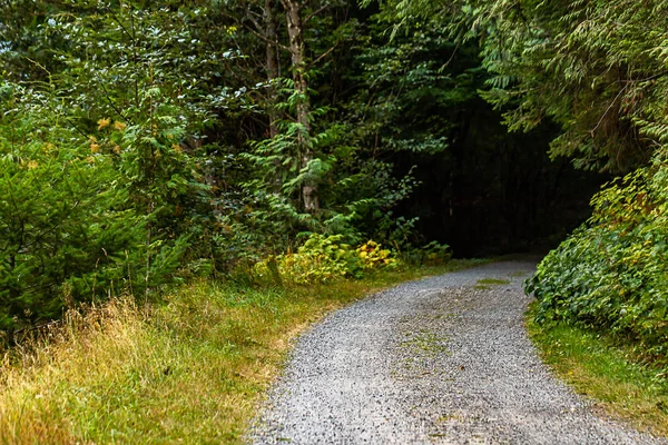 Гравийная дорога, ведущая в темный туннель среди деревьев — стоковое фото