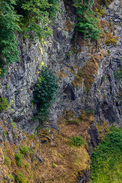 moss and shrubs hang on to side of cliff face