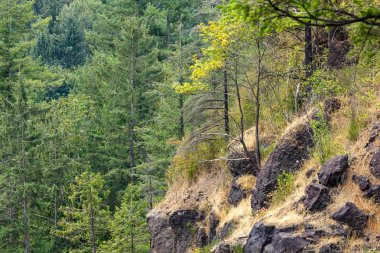 Orman ve bunu büyüyen otlar ile taş kayalıklarla