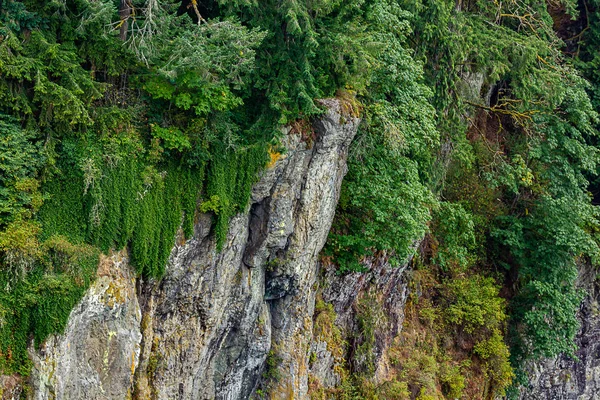Cespugli e viti pendono sopra il bordo della parete rocciosa in estate — Foto Stock