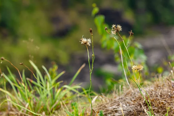 Ξηρά dandilion seedpods πεθαίνουν σε Αύγουστο θερμότητα — Φωτογραφία Αρχείου