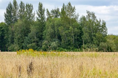sarı ve yeşil alan ve ağaç sınırından hatları