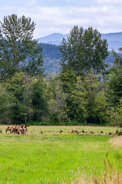 dikey çayır ve ağaçlar büyük geyik sürüsü ile