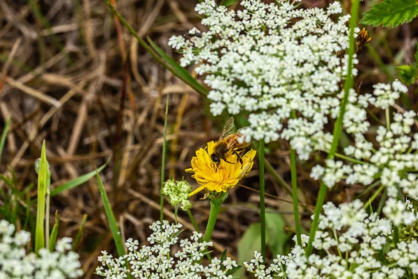 Abeja sentada en una pequeña flor amarilla en verano —  Fotos de Stock