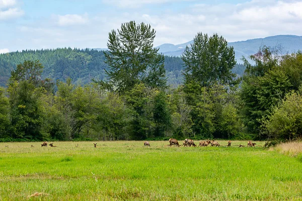 Grande manada de alces em postura ou em pé no campo — Fotografia de Stock