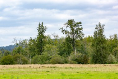 Yaz kızdırma orman ve bulutlarda Ağustos ile hafif parlak çayır