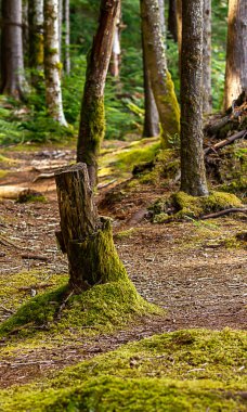 Orman ağaçları ile güdük üzerinde sol tarafta kesmek