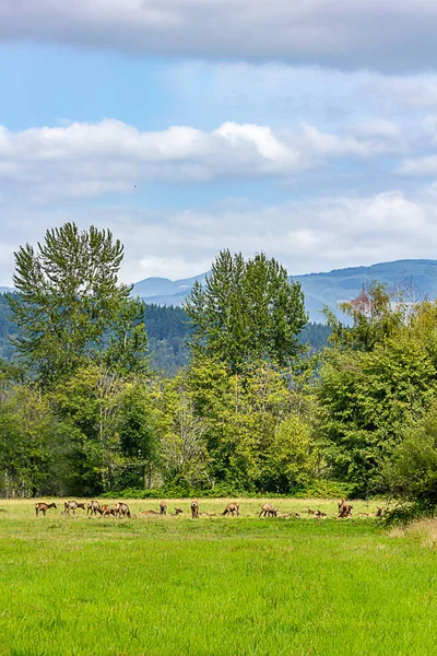 karanlık bulut katmanların alanındaki geyik sürüsü üzerine streç