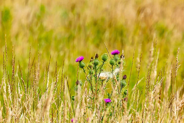 Flores de color rosa brillante de una planta de cardo en la hierba de oro del campo —  Fotos de Stock