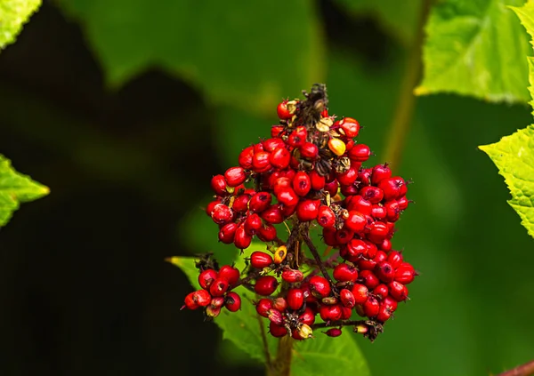 Rode groepering van berrys en groene blaadjes in de zomer — Stockfoto