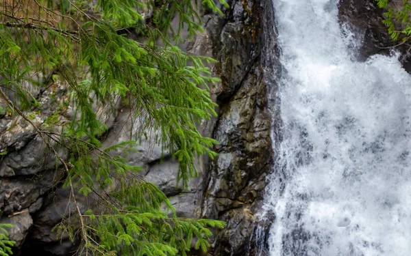 Kiefernzweige vor Wasserfall und Felswand — Stockfoto