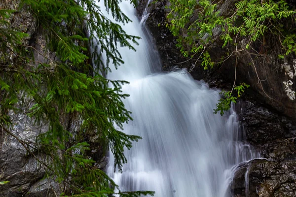Strömung seidig lange Belichtung des Wasserfalls gegen Kiefernzweige und Felswand — Stockfoto