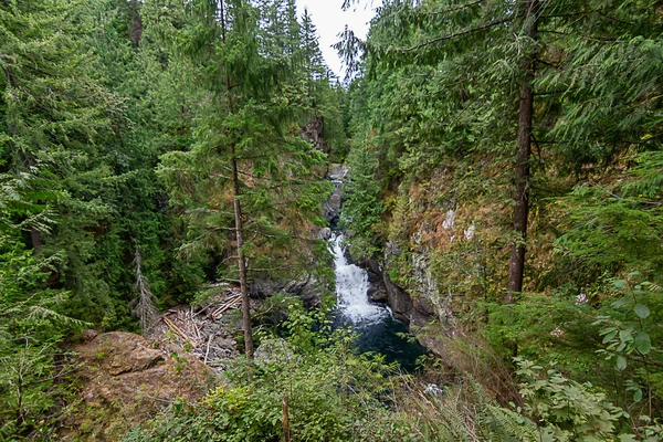 Tiefer Sommerwald und Bäume mit Wasserfall in der Ferne — Stockfoto