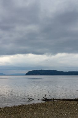 sığ su düşmüş ağaç gövdesi puget ses ve kıyı gizler