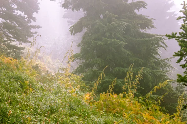 Sis ve duman ile derin gizemli orman — Stok fotoğraf