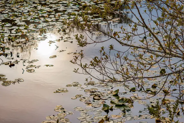 Golden sunset glow against pond and lilypads in summer — Stock Photo, Image